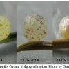 coen leander ovum1 volg